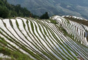 桂林：龙脊梯田和阳朔如意峰缆车一日游【一天之内可以游览龙脊和阳朔 可从桂林或阳朔酒店接客 探索龙脊梯田的雕塑般景观】