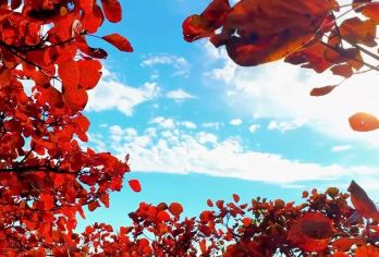 【新乡往返-云台山一日游】自由行 只含往返车费【自由行 纯玩 不购物 （门票上车交）】