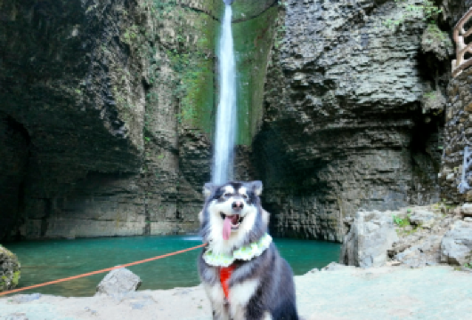 恩施鹿院坪包车一日游【单独包车|上门接送|纯玩无购物】【[一对一包车]专车上门接送，全程高速，车辆费用一价全含】