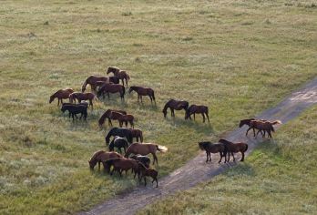 河北承德木兰围场+塞罕坝森林公园一日游可英文服务【可提供英文及小语种导游服务-往返接送-可选导游-可代订门票】