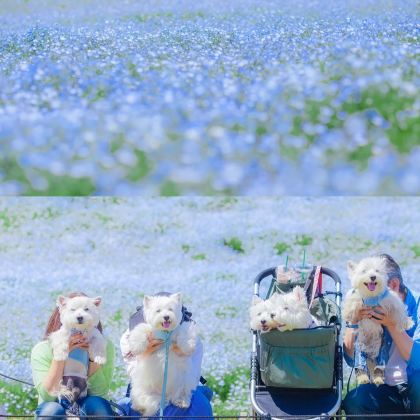 9人小团/酒店接送：东京出发国营常陆海滨公园茨城大洗磯一日游