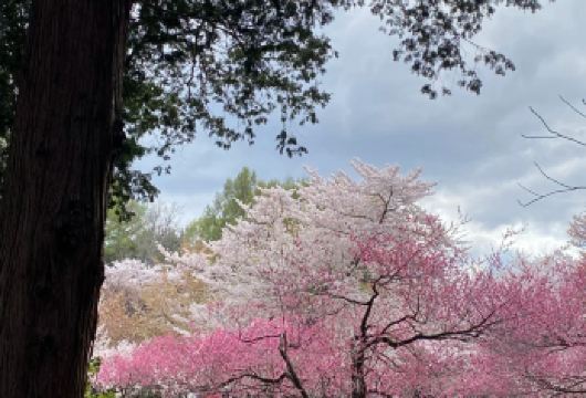 日本札幌市区经典网红景点/可小樽登别富良野北海道多日包车精选【包车一日游，解锁旅行新方式！独立车辆配备经验丰富的老司机，为您量身打造专属行程。】