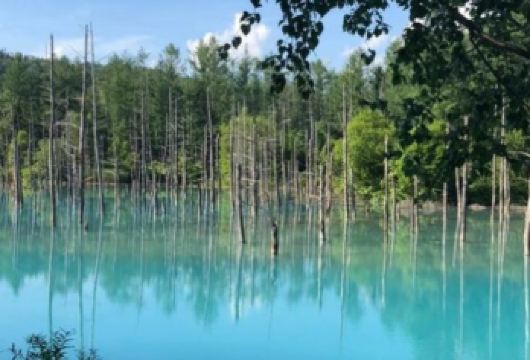 日本北海道-札幌往返-美瑛-富良野-旭川-红叶/冬季必打卡【专业行程定制，精选热门景点，高效游玩不走回头路，贴心服务保障，轻松】