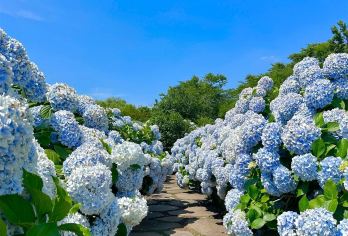 韩国济州岛西南线可选海豚&海钓狭才小羊肖恩拼车一日游小团【多线路可选】