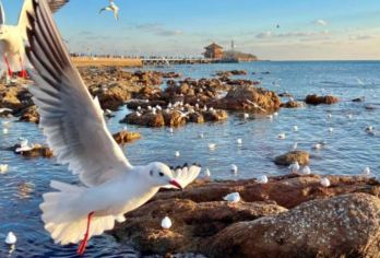 游艇出海+青啤+海博+栈桥+信号山+八大关+天主教堂一日活动【[一线全览]景点一价全含、纯玩0购物，真正的高端品质游！】