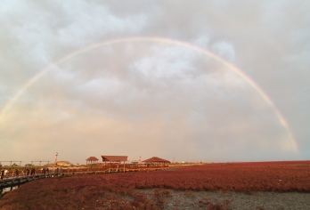 【天天发团】盘锦出发-红海滩廊道纯玩一日游（含门票＋景交）【方便，快捷，就是玩！成团率高，报名即能发团！游玩时间充足！】