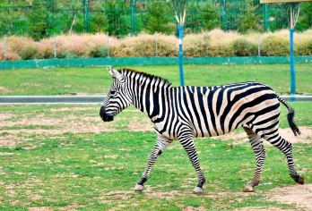 【兰州野生动物园跟团一日游】【市区往返直通着，相约兰野亲子时光】
