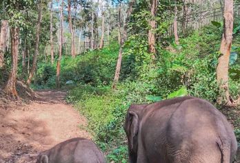 西双版纳野象谷+曼掌村一日游/大象科普/非遗体验/独立团【[优选看点]探秘野象谷，近距离接触大象；体验傣家传统文化造纸、制陶、织布。】