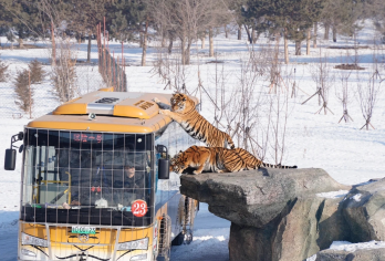 冰雪大世界+虎园+哈尔滨'卢浮宫1日游 2-6人VIP小团 【尔滨深度游 适合家庭/亲子/闺蜜游】