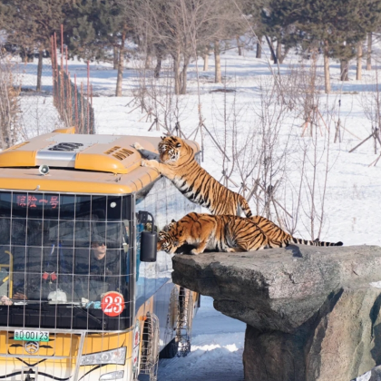 冰雪大世界+虎园+哈尔滨'卢浮宫1日游 2-6人VIP小团 