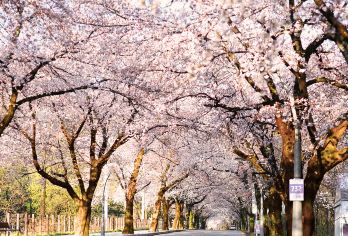 韩国江原道雪岳山国立公园+洛山寺一日游【首尔出发】【山水秘境雪岳山｜深入雪岳山国立公园，山峦环绕溪谷潺潺，四季景色变幻如画，尽赏韩国经典的自然风光。】