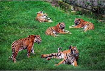 哈尔滨中央大街 索菲亚教堂 虎园 冰雪大世界 太阳岛独立成团【一单一团 独立定制】