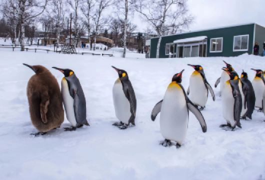 【9人小团】北海道旭山动物园+白须瀑布+森林精灵露台一日游【[精选小团·春节大促]9人内小团出行，可选酒店接送，减少等待时间，行程舒适省心省力】