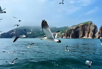 【精品团】长岛一日游丨蓬莱丨烟台出发九丈崖月牙湾仙境源【包含进出岛船票丨景点门票丨岛内用车丨特色服务无需您操心】