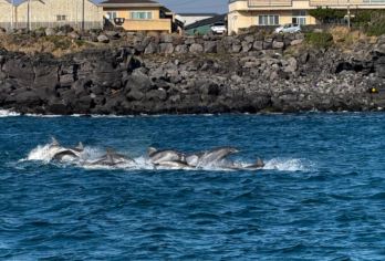 韩国济州岛海豚西南线一日游牛岛一日游拼车包车服务【纯玩无购物 减少旅行焦虑 开心】
