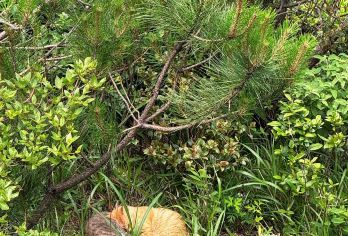 江西萍乡武功山+好汉坡+草甸+金顶一日游可英文/陪爬服务【可提供英文及小语种导游服务-往返接送-可选导游-可代订门票】