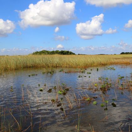 美国迈阿密+大沼泽地国家公园一日游【中文包车上门接】