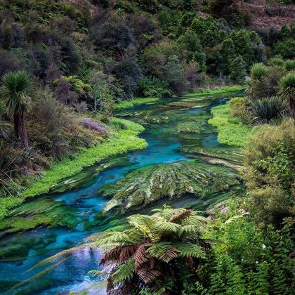 新西兰奥克兰：蓝泉+怀托摩萤火虫+汉密尔顿花园 中文包车定制