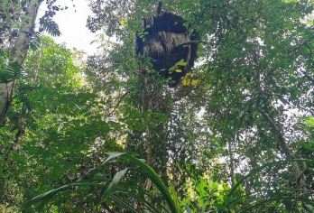 中科院西双版纳热带植物园+雨林谷一日游【植物王国+热带雨林】【[优质交通] 一单一团，独立操作，专职司机、安全可靠】