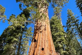 美国洛杉矶往返帝王峡谷或美洲杉/红杉树可多日-12H包车精选【专属客服和本地中文司机，一家一团包车】