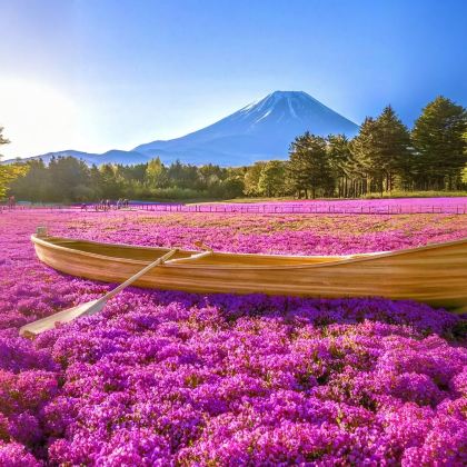 东京富士山芝樱一日游【9人精品小团|酒店接送可选|赏樱纯玩】