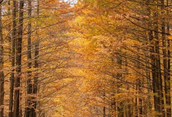 留坝狮子沟+情人谷+高江乡村公路+千年银杏赏秋环线一日游【一站式直达，0购物/真纯玩】