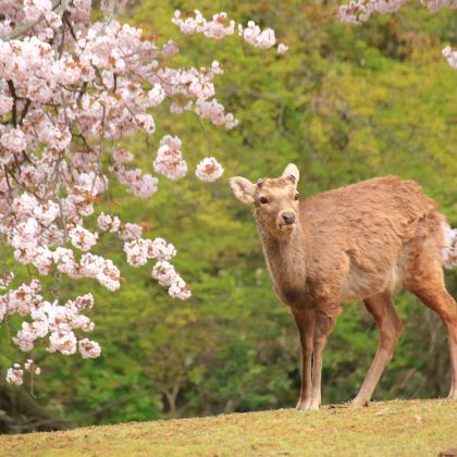 【保证成团】京都伏见稻荷大社+岚山+金阁寺+奈良公园 一日游