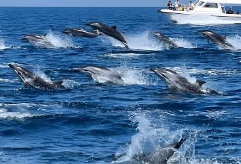 阿曼出海看海豚+皇家歌剧院+国博+皇宫+穆特拉堡+市集一日游【邂逅野生海豚，品尝地道阿曼美食，感受建筑美学，探秘历史珍宝，领略皇家风范，体验传统集市风情】