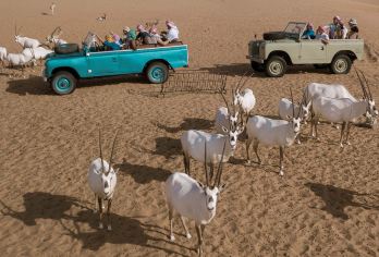 迪拜VIP复古路虎车文化传承穿越沙漠保护区探索羚羊野奢体验【乘坐复古路虎穿越迪拜沙漠保护区，沉浸式感受阿拉伯文化传承】