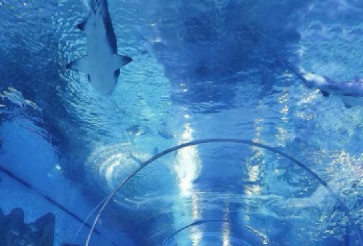 新加坡-科学中心-亚洲雨林探险园-观光巴士【市区上门接送】【专属线上管家服务+当地华人司机，给您专业的服务保障】