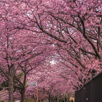 伊豆浪漫赏樱包车一日游