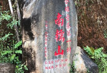 【茶山秘境】南糯山采茶制茶 +雨林探险徒步一日游【千年古茶树与雨林共生：深入 1.2 万亩连片古茶园，亲手采摘百年古树茶，触摸 800 年茶王树的斑驳】