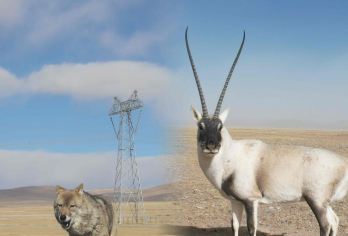 拍摄小团.送氧气瓶动物王国可可西里+昆仑山雪山一日游【纯玩无购物，包车游玩更自由】