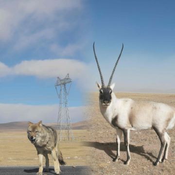 生命树路线【送氧气+可可西里+索南达杰保护站+昆仑山口一日游