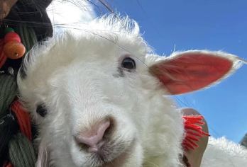 丽江+虎跳峡+香格里拉一日游+不进店真纯玩|环纳帕海|土司宴【[环纳帕海·返程高速]不环纳帕海=没来过香格里拉，虎跳峡+独克宗，高性价比，活动促销中】