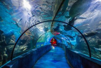 青岛极地海洋公园+石老人海水浴场+博物馆+栈桥+海滨风景区【中文司机】