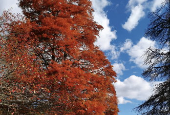 新西兰奥克兰-罗托鲁瓦-可定制游【中文专车-惬意舒适】【中文专车出行，行程自己定义，无需等待，专属贴心服务，尽享惬意旅程】