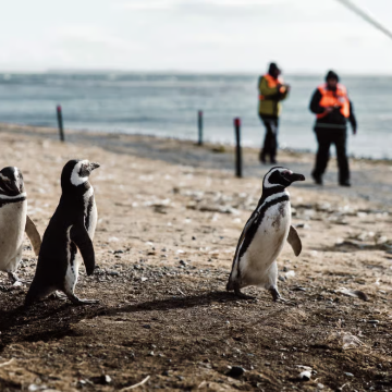 智利 蓬塔阿雷纳斯 马格达莱纳岛+玛尔塔岛半日游 与企鹅散步