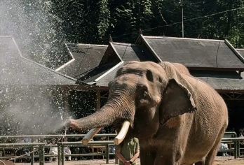 西双版纳野象谷+西双版纳傣族园一日游【邂逅亚洲象+泼水狂欢】【1单1团，2人起订，以实际下单人数安排车型（5座轿车/7座商务车/9座商务车）等】