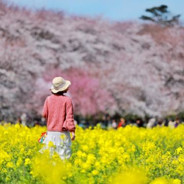幸手权现堂樱堤,小江户川越,三井奥莱,樱花与油菜花同框美景