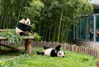 北京动物园探秘游【研学活动之动物王国探险队】【[研学活动之动物王国探险队]皇家动物园探秘，了解北京动物园历史与传统文化】