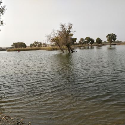 罗布人村寨+沙漠+胡杨林+塔里木河一日游