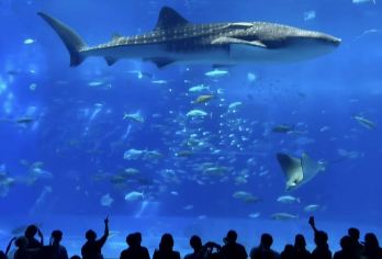 冲绳美丽海水族馆北部一日游巴士/中文导游 / 赠送门票【北部经典景区万座毛，古宇利大桥，冲绳美丽海水族馆一日内都可以游览，】