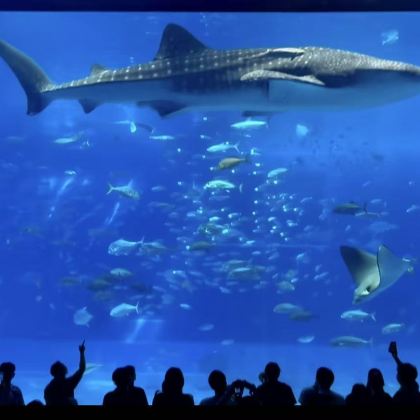 冲绳美丽海水族馆北部一日游巴士/中文导游 / 赠送门票