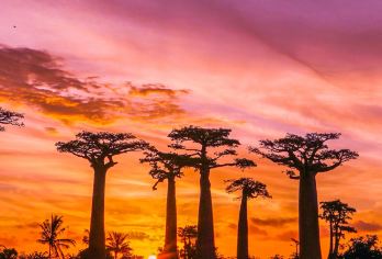 马达加斯加&穆龙达瓦【邂逅印度洋的海风】专属包车一日之旅【轻松串联奇观“猴面包树大道”、渔村风情与私密海滩，告别等待，你的旅程你做主】