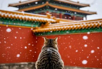 承德普宁寺半日游【清史说说+精讲+含门票+可选私人导游讲解】【[深度讲解]清史说说，承德优质导游深度讲解，听讲解，探佛教历史】