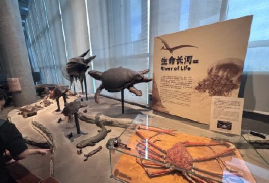 上海自然博物馆亲子研学半日游-含门票，大学老师讲解【[专业团队]研学主讲老师讲解经验丰富，内容生动有趣，保障输出内容的专业性，让孩子们学得会，听得懂！】