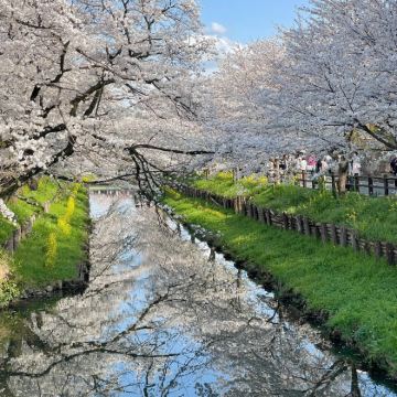 从东京出发：冰川桥+富士山公园+大石寺赏樱 可上门接送