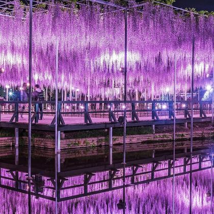 【春日特惠】足立花卉公园紫藤花物語+茨城粉蝶花海一日游赠门票