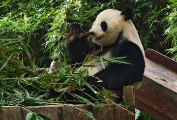 长隆野生动物世界+长隆国际大马戏一日游【一等座,番禺区接】【广州长隆野生动物园+广州长隆国际大马戏一日游[免费小火车+空中缆车]】